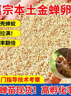 金蝉幼苗爬叉种卵知了猴种子幼虫活体幼苗养殖地爬杈爬蝉活金蝉子