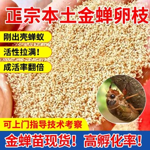 金蝉幼苗爬叉种卵知了猴种子幼虫活体幼苗养殖地爬杈爬蝉活金蝉子