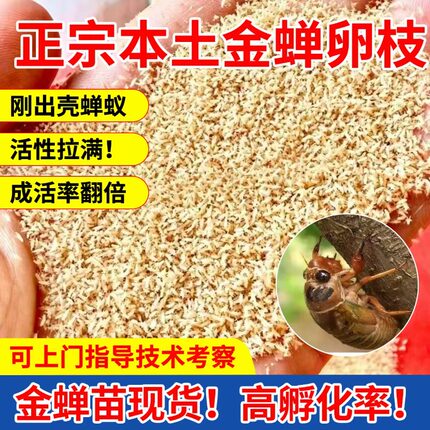 金蝉幼苗爬叉种卵知了猴种子幼虫活体幼苗养殖地爬杈爬蝉活金蝉子