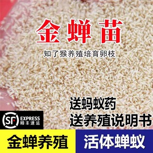 金蝉幼苗养殖种植知了猴幼苗种子爬炸爬叉猴批发蝉蚁幼虫卵枝活苗