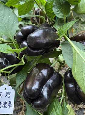 波兰稀有辣椒品种祖鲁，黑色甜椒种子 家庭园艺种植盆栽