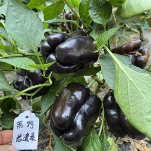 波兰稀有辣椒品种祖鲁，黑色甜椒种子 家庭园艺种植盆栽