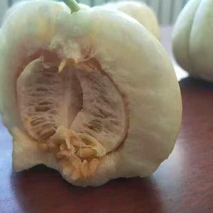 日本菊甜瓜 种子10粒 传家宝品种可留种29包邮适合盆栽