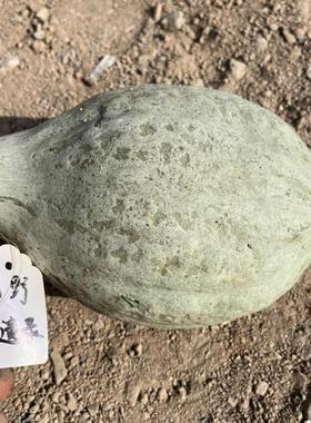 哈伯德蓝5粒Blue Hubbard南瓜种子高产甜面蒸煮烤炒做宝宝辅食