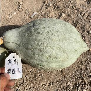 哈伯德蓝5粒Blue Hubbard南瓜种子高产甜面蒸煮烤炒做宝宝辅食