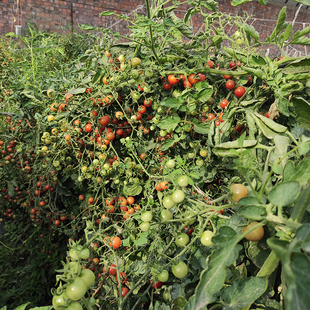 传家宝番茄种子 玫瑰鹦鹉5粒高产番茄味浓郁（荒野拾遗录）29包邮