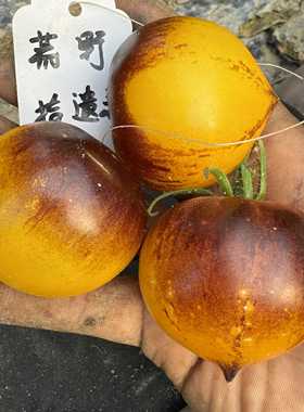 H34黄3粒 番茄种子 多汁甜而带酸，家庭园艺种植，很适合鲜食
