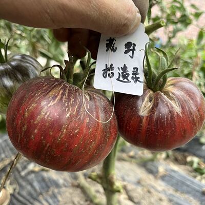 反叛者战斗机 传统番茄种子5粒 家庭园艺种植 可留种