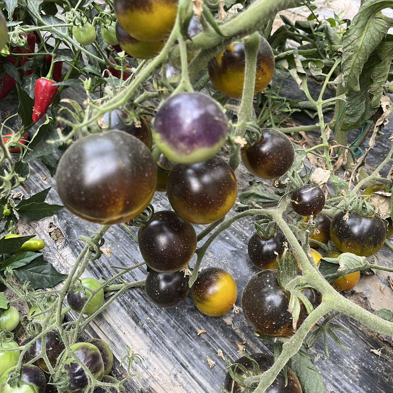 【强推】黑海湾番茄种子5粒 高产颜色好看味道甜美 全店满39包邮