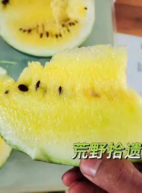 西瓜合集（荒野拾遗录）阳台露台露天家庭园艺种植小菜园甜美多汁