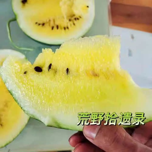 西瓜合集（荒野拾遗录）阳台露台露天家庭园艺种植小菜园甜美多汁