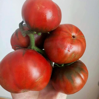稀有大果番茄 强悍抗病 暗红色好吃 古尔班通古特3粒种子 29包邮