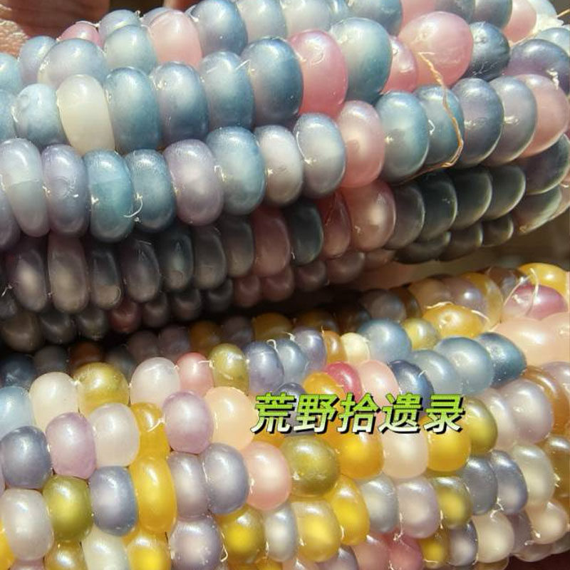 观赏品种彩虹玻璃宝石玉米 文玩玉米七彩玻璃宝石玉米种子图片