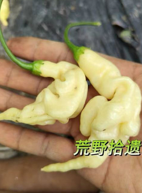 白色闪电辣椒3粒 辣椒 稀有辣椒 家庭园艺盆栽庭院种植