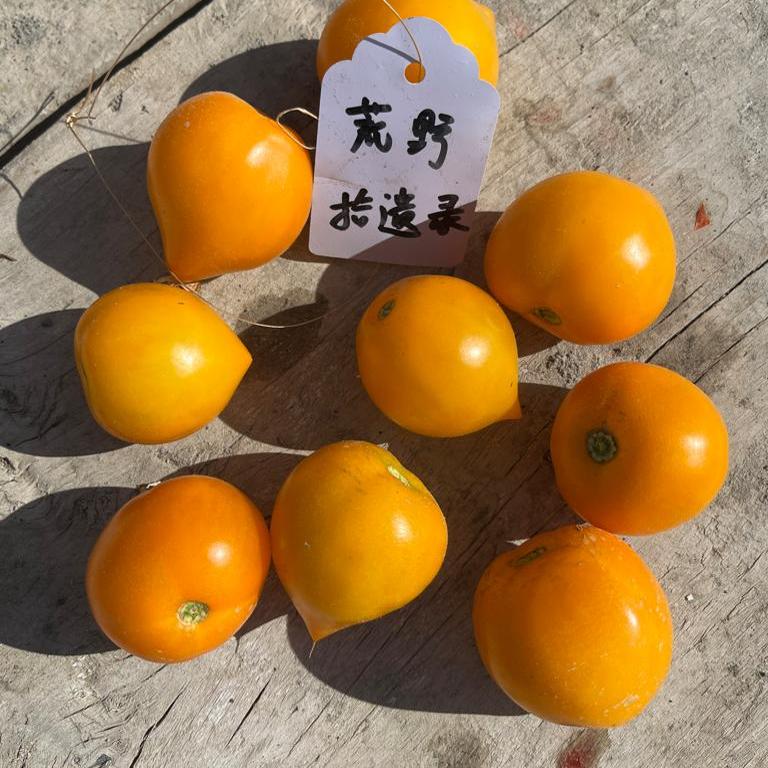 【矮化】棉花糖小鸡（种子3粒）紧凑适合盆栽阳台露台庭院种植