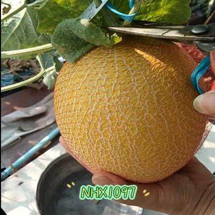 北方难度高甜瓜种子NHX1097