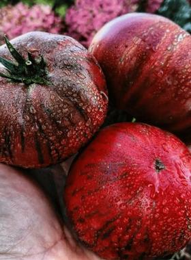 矮人诺亚条纹 Dwarf Noah's Stripes 矮化品种大果