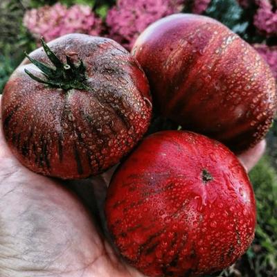 矮人诺亚条纹 Dwarf Noah's Stripes 矮化品种大果