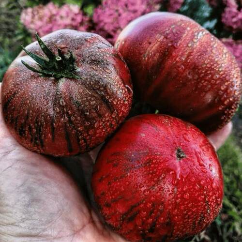 矮人诺亚条纹 Dwarf Noah's Stripes 矮化品种大果