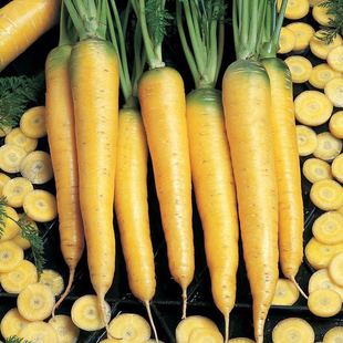 新疆传统农家黄胡萝卜种子庭院种植盆栽露台传家宝可留种子