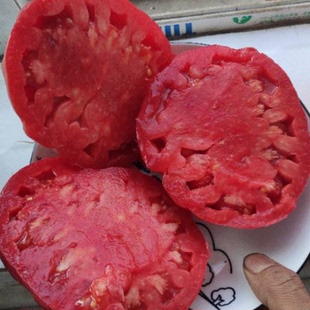 糖巨人10粒（荒野拾遗录）满29包邮