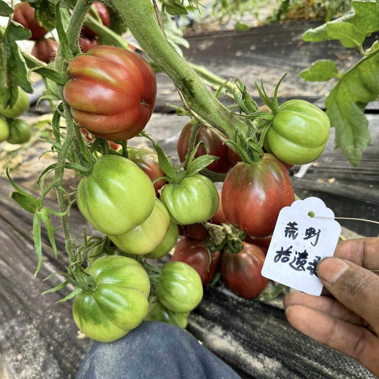 【荒野强推品种】明星巧克力种子5粒 高抗耐热高产口感好