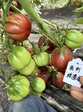 【荒野强推品种】明星巧克力种子5粒 高抗耐热高产口感好