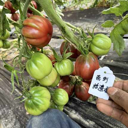 【荒野强推品种】明星巧克力种子5粒 高抗耐热高产口感好