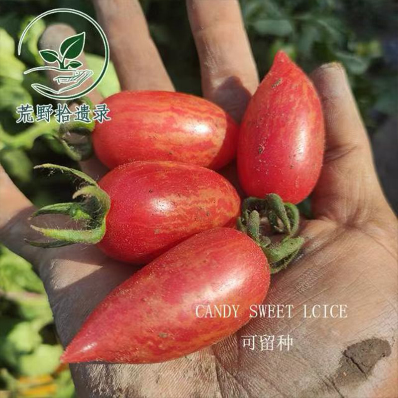 【自封顶】甜蜜冰柱约20粒 庭院阳台露台种植荒野拾遗录满29包邮