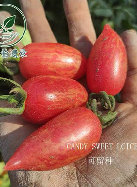 【自封顶】甜蜜冰柱约20粒 庭院阳台露台种植荒野拾遗录满39包邮