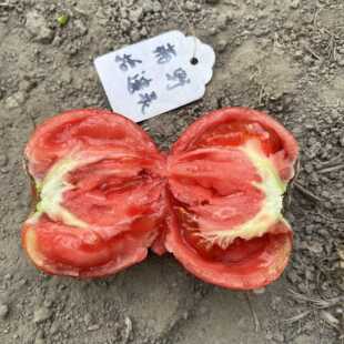 【土豆叶】白兰地牛排番茄种子 传家宝家庭阳台蔬菜盆栽老西红柿