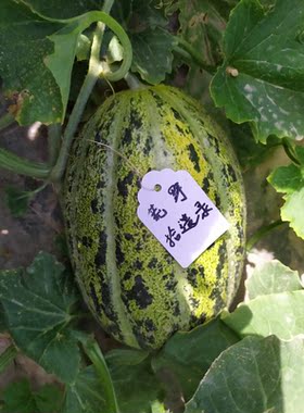 古老的新疆纳西甘甜瓜20粒种子 哈密瓜 蜜瓜 庭院种植哈密吐鲁番