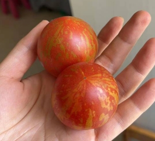 自培炎阳【矮化型,耐高温,可能变异】3粒荒野拾遗录满29包邮