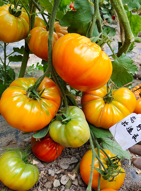 橙色克朗代克3粒种子【自封顶】适合阳台露台小空间种植满29包邮