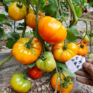 橙色克朗代克3粒种子【自封顶】适合阳台露台小空间种植满29包邮