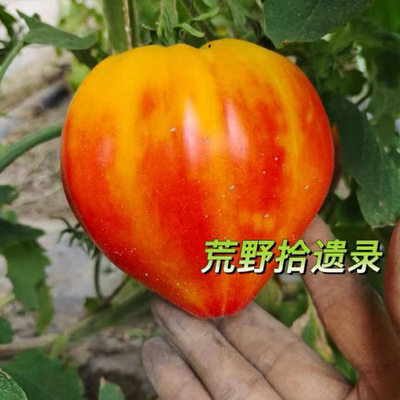 凤梨牛心3粒（荒野拾遗录）满29 包邮