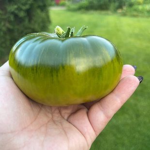 俄罗斯绿番茄品种 沼泽5粒种子庭院露台（荒野拾遗录）满29包邮