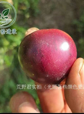 H34玫瑰紫3粒（荒野拾遗录）满29包邮，多汁甜而带酸，很适合鲜食