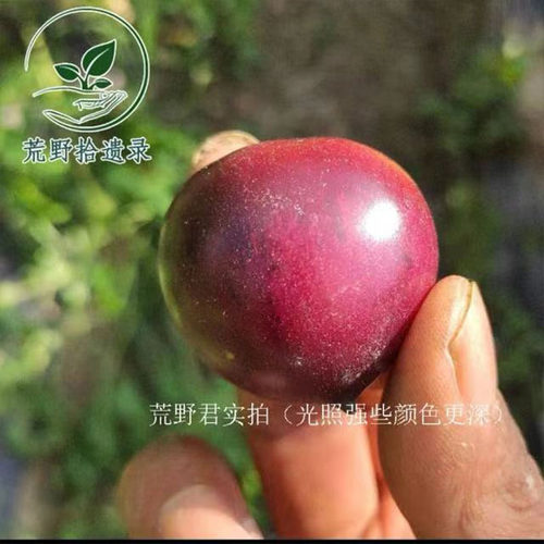H34玫瑰紫3粒（荒野拾遗录）满39包邮，多汁甜而带酸，很适合鲜食