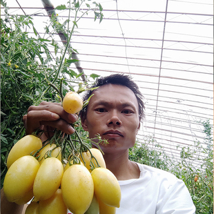 【矮化】好吃的白色番茄 白奶油3粒庭院盆栽园艺免修剪荒野拾遗录