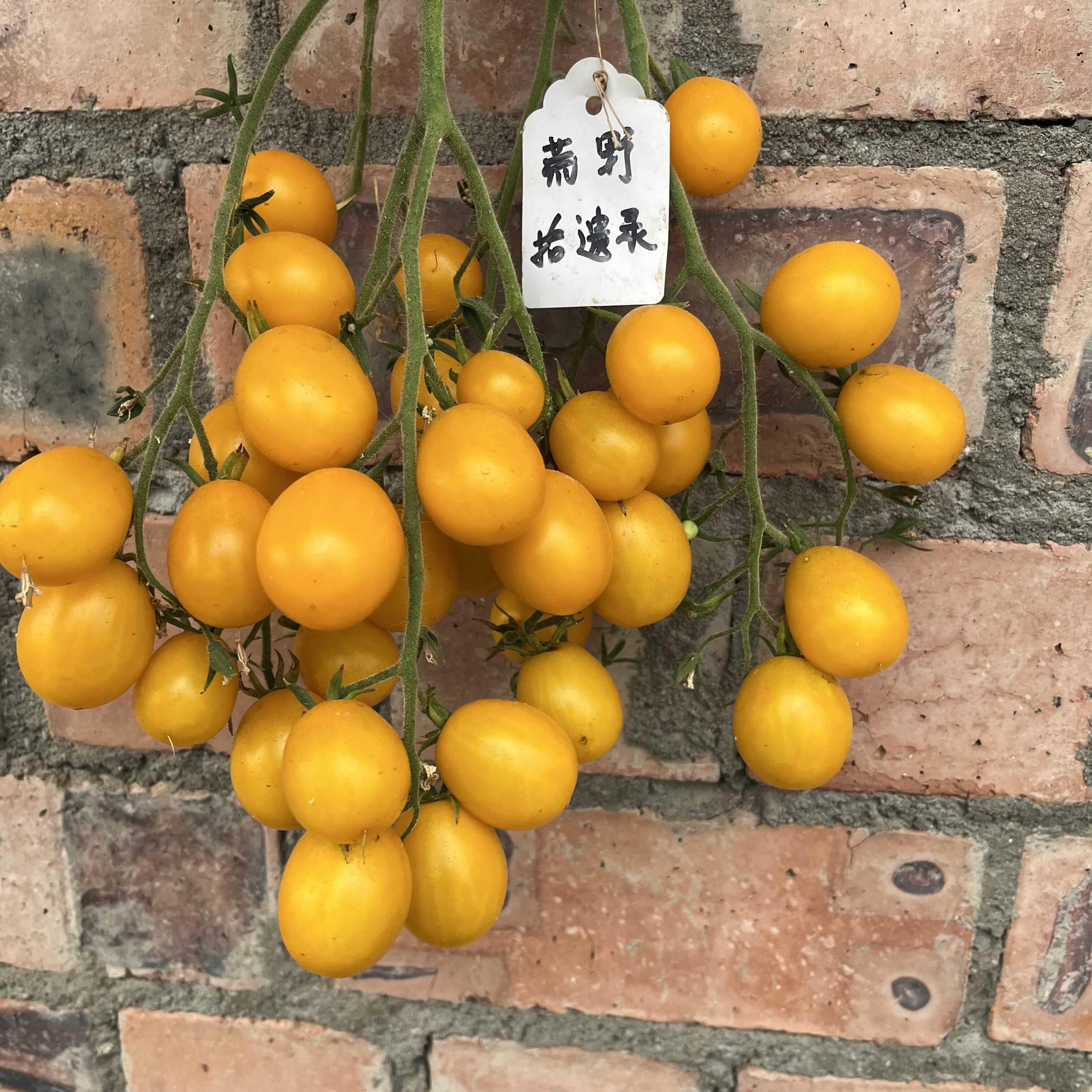 庭院特甜土豆叶黄葡萄