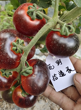 蓝色海湾3粒（荒野拾遗录）满39包邮