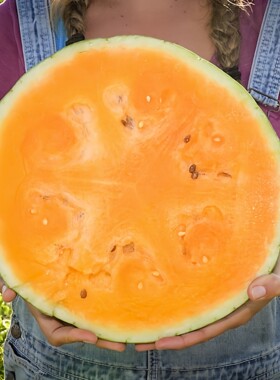 利拉瑙甜光西瓜 种子5粒 早熟 甜度高 家庭园艺种植 全店满39包邮