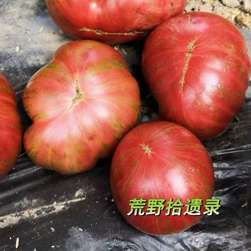 阿德莱德假日3粒【矮化型】（荒野拾遗录）满29包邮