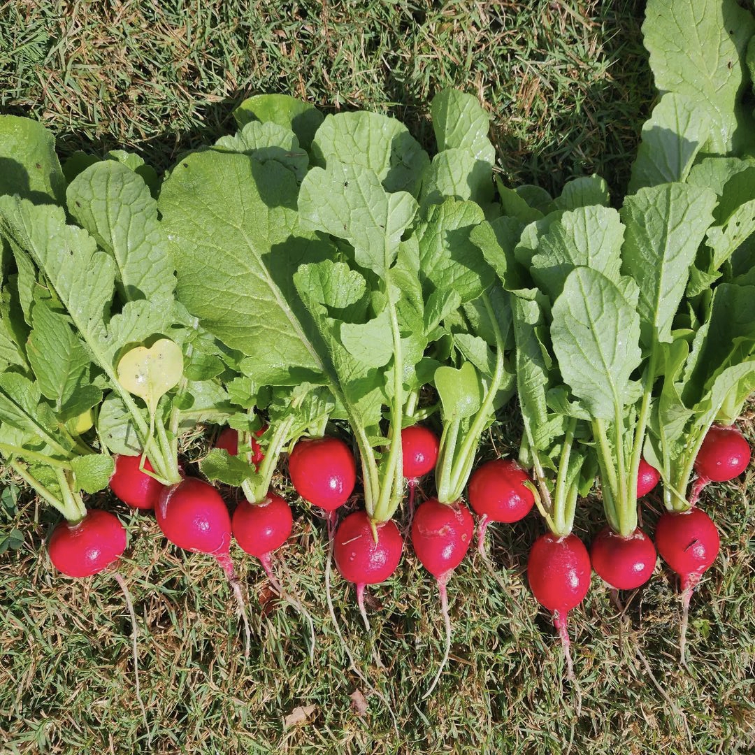 各种家庭常见蔬菜种子合集 庭院 小菜园种植 露台种植