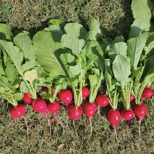 各种家庭常见蔬菜种子合集 庭院 小菜园种植 露台种植