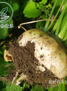 新疆恰玛古种子一袋 新疆传统根菜 家庭园艺 庭院种植健康