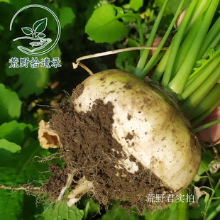 新疆恰玛古种子一袋 新疆传统根菜 家庭园艺 庭院种植健康