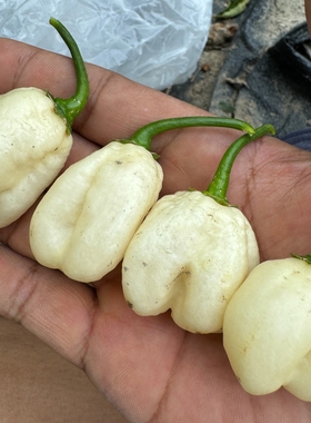 白色哈瓦那辣椒Habanero Bumpy White 种子适合庭院阳台盆栽调味