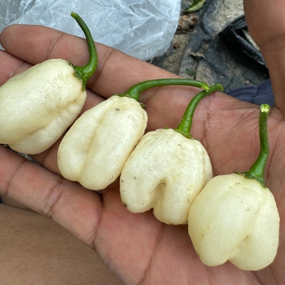 哈瓦那辣椒白色哈瓦那辣椒种子